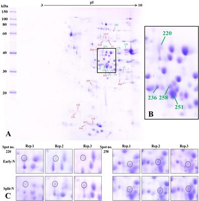 Protein Composition and Baking Quality of Wheat Flour as Affected by Split Nitrogen Application